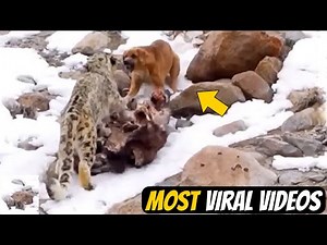 MUST-WATCH! The Most Viral Animal Moments of the Year!