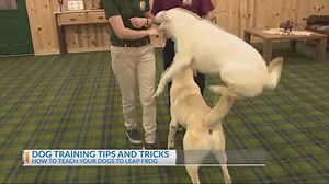 Dog training tips and tricks