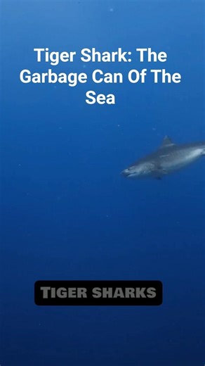 Tiger Shark: The Garbage Can Of The Sea