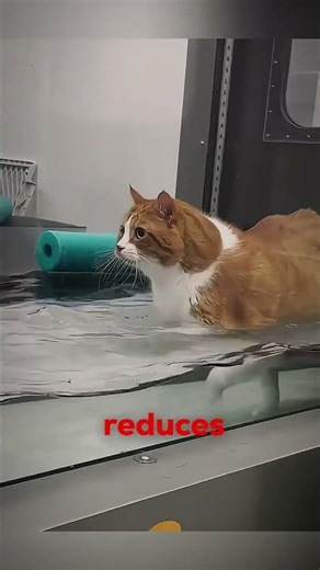 Fat Cat’s INSANE Weight Loss Journey 😿💧