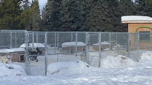 6.3K views · 574 reactions | Robert’s Inuit dogs are here on their annual visit - the kennel are kind of excited | Shaytaan Siberian Huskies Sled Dog Team | Facebook
