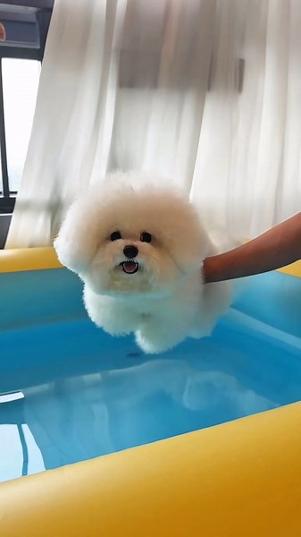 Mummy Taught PupDog How to Swim! 🏊‍♀️🐶