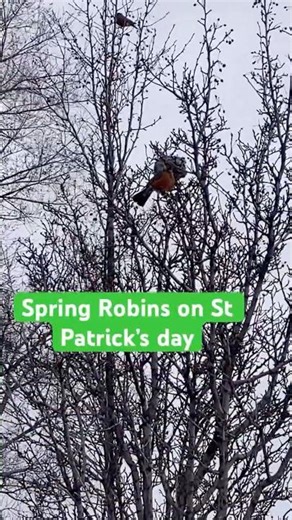 Spring robins St Patrick’s day #birds #nature