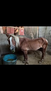 3.2K views · 125 reactions | Im going to start sharing our rescue...