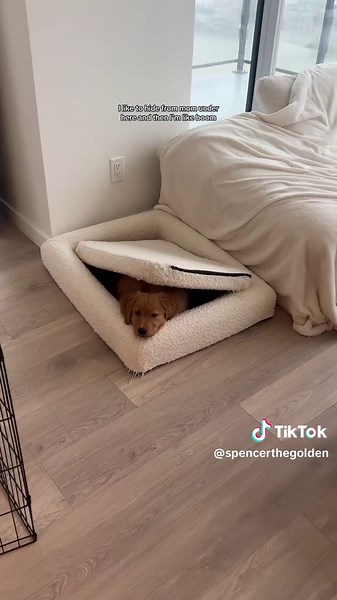 Day in my life as a 13 week old golden retriever puppy! 🐶 #puppytok #puppies #goldenretrieverlife #goldenretrieverpuppy