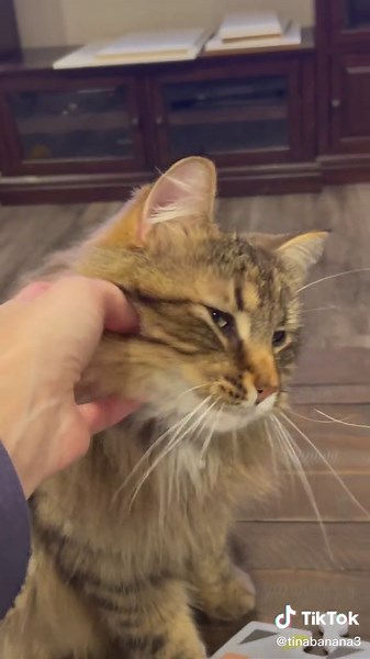Maine Coon Cat Learns to Use FluentPet Buttons