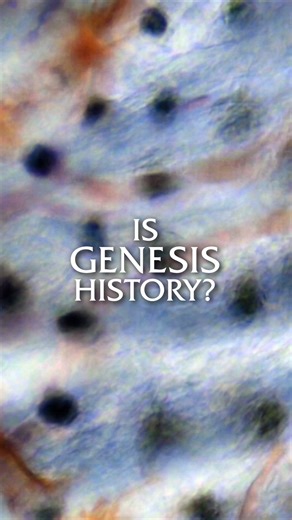 Could random processes have created the complexity we see today? #isgenesishistory #biology #creation | Is Genesis History
