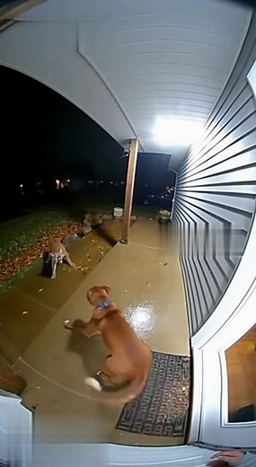 German Shepherd Saves Owner From Leopard Attack! 🐶💪 | Angela Morgan