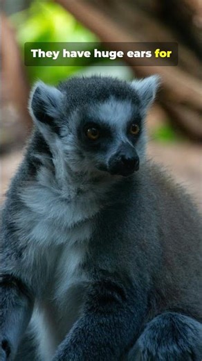 This Lemur’s Finger Is Terrifying