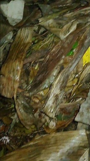 How to Make Nutrient-Rich Compost Using Kitchen Waste