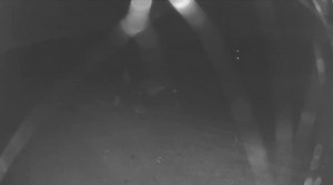 4.1K views · 82 reactions | Canada Geese will sometimes feed at night, especially when the moon is bright. Last night was a full moon — perfect for a late-night feeding stroll with the goslings, whose parents are trying to protect them from daytime predators. #NebraskaBirdMonth ️: Chris Boyd | Nebraska Game and Parks Commission | Facebook