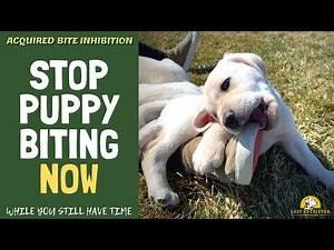 Teach a Lab Puppy Not to Bite
