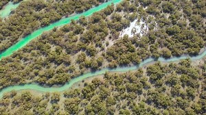 Beautiful view of mangroves reflecting sunlight. Aerial birds eye