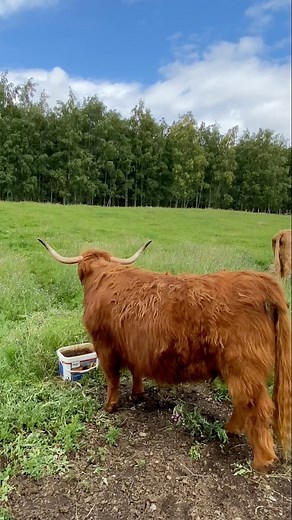 2.9K views · 122 reactions | Highland Cattle are known around the world for their distinctive long horns and wild, shaggy coats.The breed originated in the west of Scotland, with written records going back to the 18th century, and the first breed society formed in 1884.The herds (or folds) like their reputation, have gone global, with numerous breed societies in different countries.#highlandcow #highlandcattle #highlands #scotlandtrip | Scotland Unplugged | Facebook