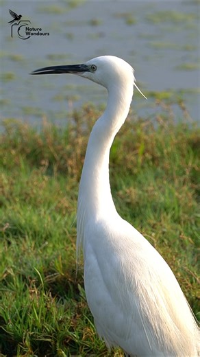 Footwork #birds #nature #shortsfeed #shorts #wildlife