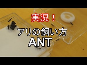 アリの飼い方 アリ飼育初めてのエサやり 【蟻の巣】