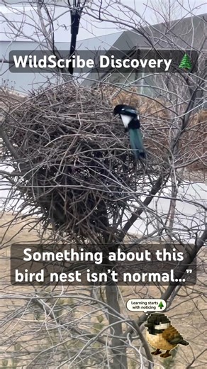 This Nest Has a Secret Most People Miss #shorts #wildlife #wildernessseason #wild #wildzone