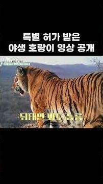 Specially licensed wild tiger footage released #shorts #EBSknowledge