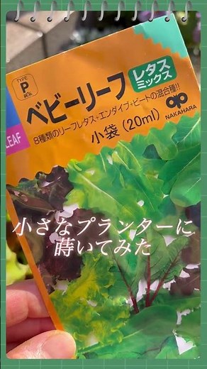 簡単ベビーリーフ