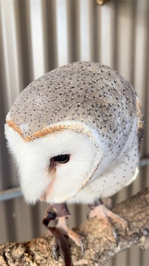 How beautiful is Ivar the Barn Owl! #wildlife #owl #beautiful #animals #eyes #bird #zookeeper #birds | Wildlife Unleashed