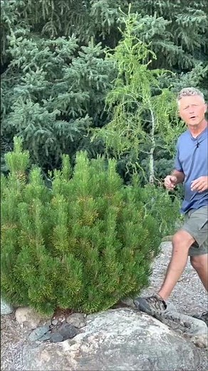 Brighten Your Winter | Winter Sun Mugo Pine