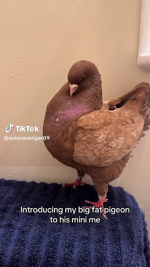 Introducing Big Fat Pigeons and Their Mini Me