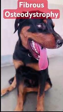 Facial Swelling ! How to Diagnose ? #petdog