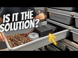 Why Is Your Ball Python Not Eating?