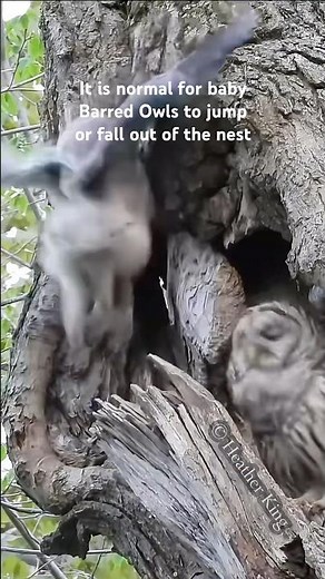 Baby owl falls from nest