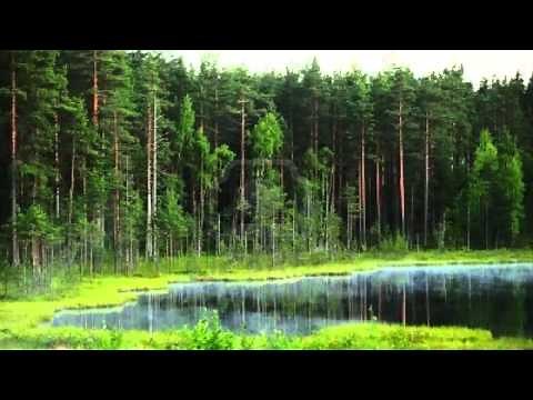 Bosque - Efecto de Sonido