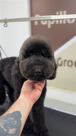 Medium-size black Poodle grooming 🐩 A fresh, stylish look for this beautiful pup! #grooming #Poodle