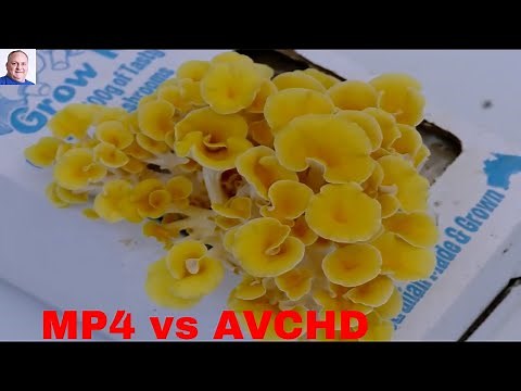 MP4 vs AVCHD Comparison