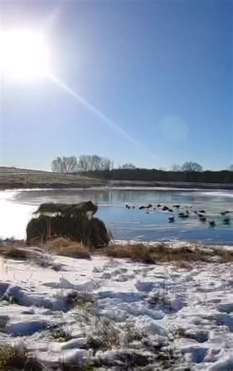 No open water, just decoys on ice. #goosehunting #ice #hunt #goose #geese #waterfowl #hunting #duckhuntersoftiktok