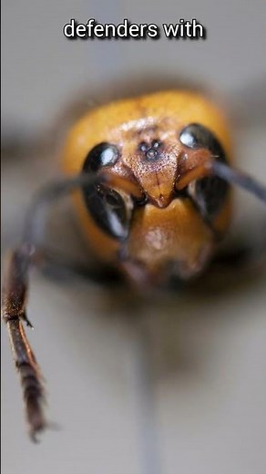 The hornet that can wipe out a bee colony | Asian Giant Hornet | S01 072 | Remarkable Insects