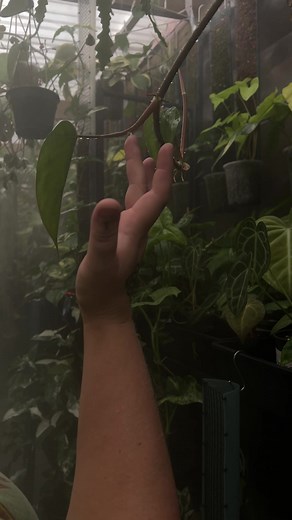 Exploring Rare Tropical Plants in a Sydney Greenhouse