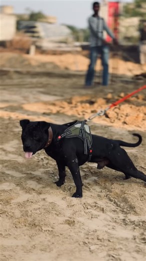 Shooter 🚀 on Instagram: "❤️ . . #apbt #gamebreed #dogfight #pitbull"