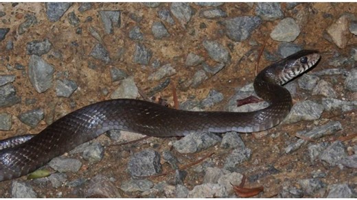 Escaped python in San Fernando rescued and returned to owner