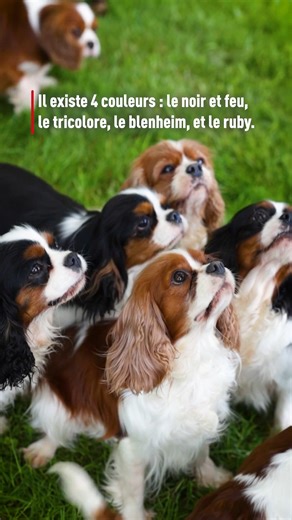 Le Cavalier King Charles Spaniel est connu pour sa nature affectueuse et sa personnalité enjouée 🐶. 🇬🇧 Originaire de Grande-Bretagne, cette race est réputée pour être un excellent compagnon pour les familles et les personnes seules. Ces chiens sont très sociables et s'entendent généralement bien avec les autres animaux de compagnie et les enfants. 🐕 Physiquement, les Cavalier King Charles Spaniels sont des chiens élégants avec de grands yeux expressifs, de longues oreilles et une expression 