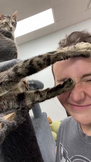 411K views · 18K reactions | All about tabby cats! #tabbycat #neatcatfacts #tiktokshop #tabbycats #catsoffacebook | The Cattery Cat Shelter | Facebook