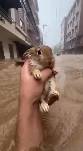 Rabbit Rescue in Raging Flood | Muddy Wide-Eyed Rabbit Saved 😭😱🐰🌊