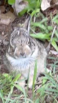Baby Rabbit Saved Me From Copperhead Bite! (Full video has BETTER view!)