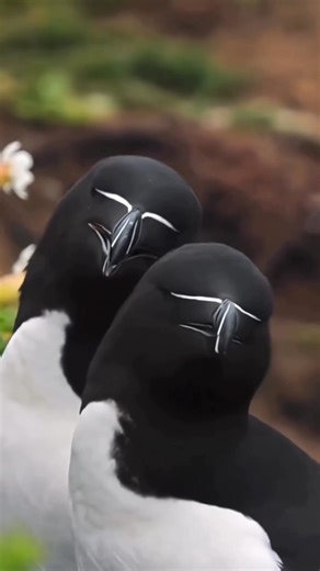 This bird looks like an alien penguin—and it’s sharper than it looks.👽 #MiniSpark #Razorbill #birds