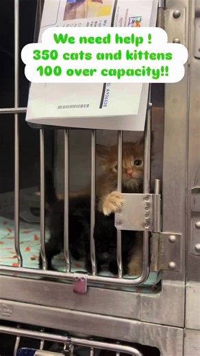 🐾 Tiny Paws, Big Need: Rescue Placement Needed for Shelter Kittens! 🐱💗. These adorable mini kittens are in urgent need of rescue placement. Our shelter is over capacity, and we need caring rescue partners, fosters, or placement options to help these little ones get the care and space they need. 🐾💕#kitten #rescuecat #dreamkitten #adoptdontshop🐾 #catlover