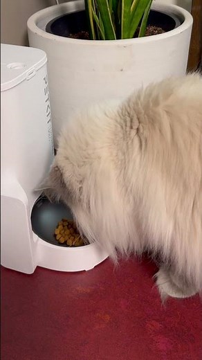 Monitor Your Pet's Meals with PETKIT Yumshare Solo Feeder