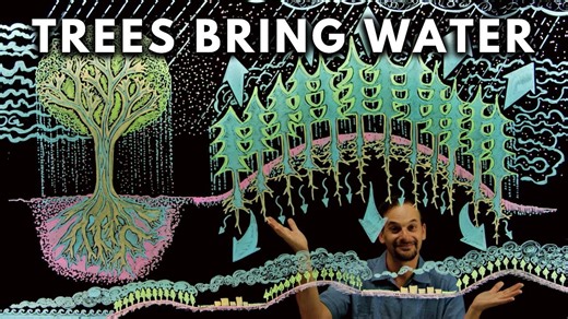 How trees bring water