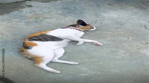 Portrait cat, Thai cat is a cute cat and a funny, good-humored .They look cute and are good pets, easy to raise as pets. It is a playful, affectionate pet ,cat it is a funny animal