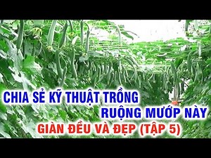 TRỒNG MƯỚP HƯƠNG - CHIA SẺ KỸ THUẬT TRỒNG RUỘNG MƯỚP NÀY - GIÀN ĐỀU VÀ ĐẸP (NHÀ NÔNG VIỆT) - TẬP 5