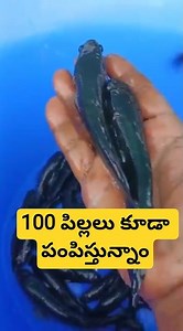 100 కోరమేను డెలివరీ చేస్తున్నాం. 85198 46660. #korameenufishfarming