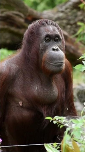 Sol the Orangutan Sneezes Comically#shorts#orangutans#funnyvideo#funnyanimals