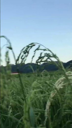 越南农村水稻冬天风景不错跟中国一样吗？p 3587 #shorst